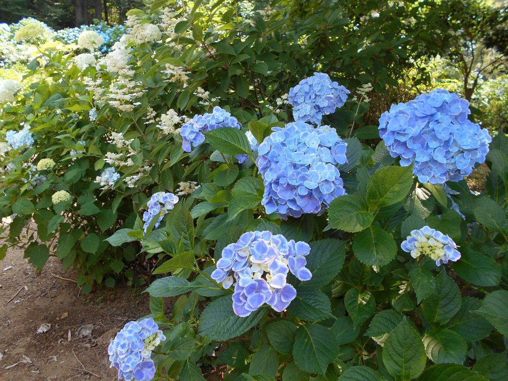 大宝神社にて 紫陽花 見学 ｌ ハーモニー石下 特別養護老人ホーム ショートステイ デイサービス 居宅介護 茨城県常総市 0297 44 6616